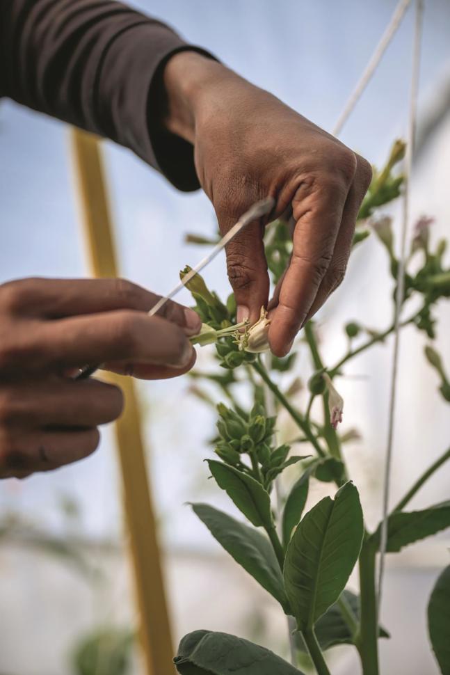 Odag Ctshop Domrep Tcult Bstamp 010