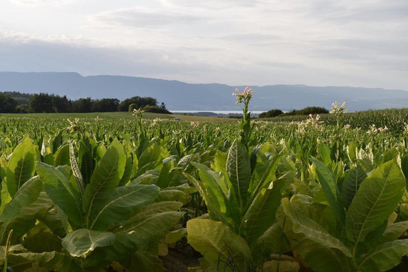 Der Anbau von Tabak hat in der Schweiz eine lange Tradition.