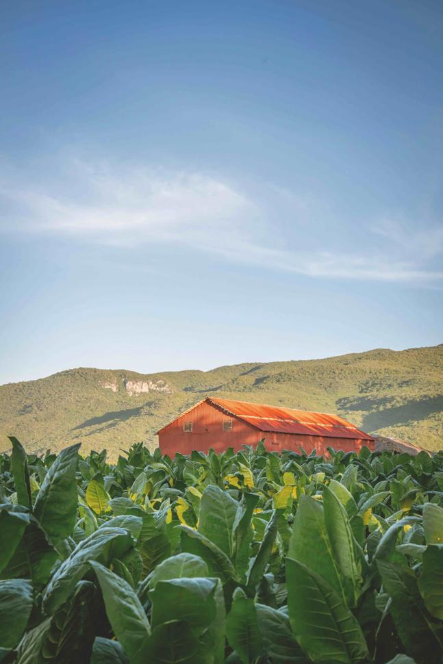 Odag Ctshop Domrep Tcult Field 020 Kopie